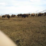 Close Up of Buffalo Herd