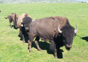 Buffalo On Green Grass