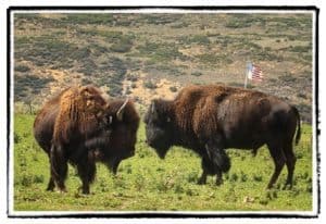 Two buffalo facing off