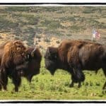 Buffalo bulls staring each other down
