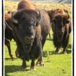 Buffalo herd staring down hunters