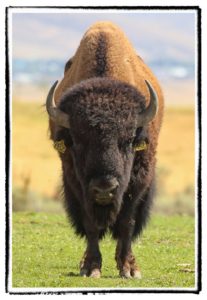 Buffalo bull staring down hunter