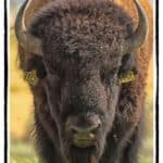 Buffalo bull head close-up
