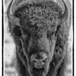 Black and white buffalo head close-up