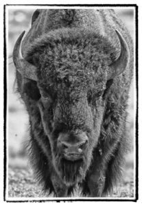 Black and white buffalo head close-up