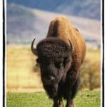 Buffalo bull standing in field